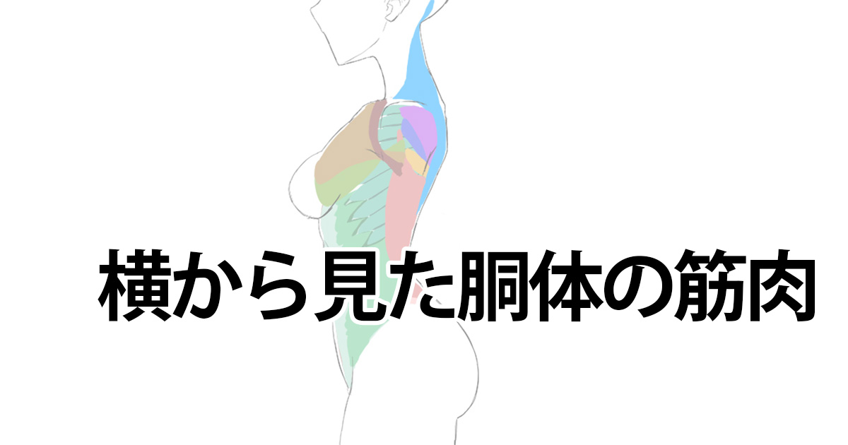 横から見た胴体の筋肉 イラストノウハウ