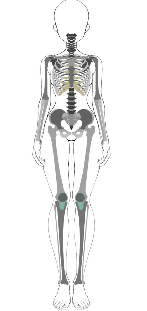 体の骨格