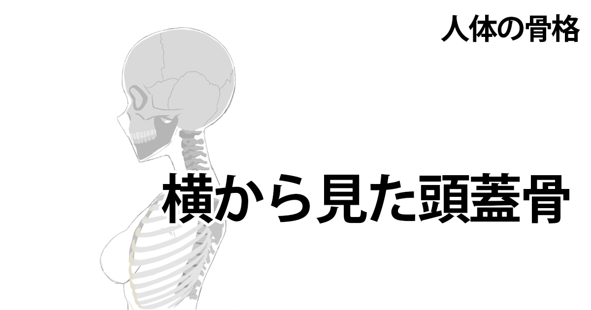 横から見た頭蓋骨 イラストノウハウ